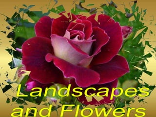 Landscapes and Flowers 