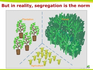 THINKING beyond the canopy
But in reality, segregation is the norm
Plantation Forest
Agriculture
 
