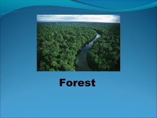 Forest
 