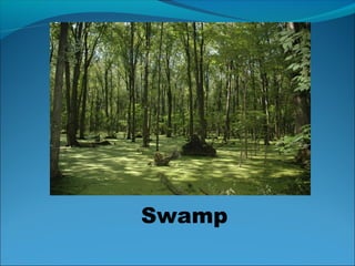 Swamp
 