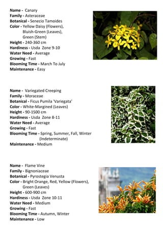 Name - Canary
Family - Asteraceae
Botanical - Senecio Tamoides
Color - Yellow Daisy (Flowers),
        Bluish-Green (Leaves),
        Green (Stem)
Height - 240-360 cm
Hardiness - Usda Zone 9-10
Water Need - Average
Growing - Fast
Blooming Time - March To July
Maintenance - Easy



Name - Variegated Creeping
Family - Moraceae
Botanical - Ficus Pumila 'Variegata’
Color - White-Margined (Leaves)
Height - 90-1500 cm
Hardiness - Usda Zone 8-11
Water Need - Average
Growing - Fast
Blooming Time - Spring, Summer, Fall, Winter
                 (Indeterminate)
Maintenance - Medium



Name - Flame Vine
Family - Bignoniaceae
Botanical - Pyrostegia Venusta
Color - Bright Orange, Red, Yellow (Flowers),
        Green (Leaves)
Height - 600-900 cm
Hardiness - Usda Zone 10-11
Water Need - Medium
Growing - Fast
Blooming Time - Autumn, Winter
Maintenance - Low
 