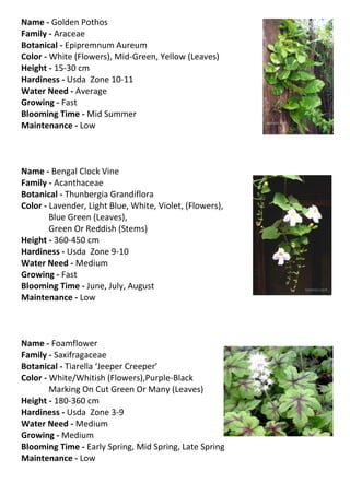 Name - Golden Pothos
Family - Araceae
Botanical - Epipremnum Aureum
Color - White (Flowers), Mid-Green, Yellow (Leaves)
Height - 15-30 cm
Hardiness - Usda Zone 10-11
Water Need - Average
Growing - Fast
Blooming Time - Mid Summer
Maintenance - Low



Name - Bengal Clock Vine
Family - Acanthaceae
Botanical - Thunbergia Grandiflora
Color - Lavender, Light Blue, White, Violet, (Flowers),
        Blue Green (Leaves),
        Green Or Reddish (Stems)
Height - 360-450 cm
Hardiness - Usda Zone 9-10
Water Need - Medium
Growing - Fast
Blooming Time - June, July, August
Maintenance - Low



Name - Foamflower
Family - Saxifragaceae
Botanical - Tiarella ‘Jeeper Creeper’
Color - White/Whitish (Flowers),Purple-Black
        Marking On Cut Green Or Many (Leaves)
Height - 180-360 cm
Hardiness - Usda Zone 3-9
Water Need - Medium
Growing - Medium
Blooming Time - Early Spring, Mid Spring, Late Spring
Maintenance - Low
 