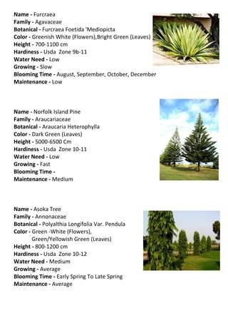 Name - Furcraea
Family - Agavaceae
Botanical - Furcraea Foetida 'Mediopicta
Color - Greenish White (Flowers),Bright Green (Leaves)
Height - 700-1100 cm
Hardiness - Usda Zone 9b-11
Water Need - Low
Growing - Slow
Blooming Time - August, September, October, December
Maintenance - Low



Name - Norfolk Island Pine
Family - Araucariaceae
Botanical - Araucaria Heterophylla
Color - Dark Green (Leaves)
Height - 5000-6500 Cm
Hardiness - Usda Zone 10-11
Water Need - Low
Growing - Fast
Blooming Time -
Maintenance - Medium



Name - Asoka Tree
Family - Annonaceae
Botanical - Polyalthia Longifolia Var. Pendula
Color - Green -White (Flowers),
        Green/Yellowish Green (Leaves)
Height - 800-1200 cm
Hardiness - Usda Zone 10-12
Water Need - Medium
Growing - Average
Blooming Time - Early Spring To Late Spring
Maintenance - Average
 
