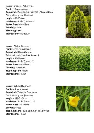 Name - Oriental Arborvitae
Family - Cupressaceae
Botanical - Platycladus Orientalis 'Aurea Nana'
Color - Evergreen (Leaves)
Height - 60-150 cm
Hardiness - Usda Zones 6-9
Water Need - Medium
Growing - Slow
Blooming Time -
Maintenance - Medium



Name - Alpine Currant
Family - Grossulariaceae
Botanical - Ribes Alpinum
Color - Greenish-Yellow (Leaves)
Height - 90-180 cm
Hardiness - Usda Zones 2-7
Water Need - Medium
Growing - Medium
Blooming Time - April
Maintenance - Low



Name - Yellow Oleander
Family - Apocynaceae
Botanical - Thevetia Peruviana
Color - Evergreen (Leaves)
Height - 120-240 cm
Hardiness - Usda Zones 8-10
Water Need - Medium
Growing - Fast
Blooming Time - Mid Summer To Early Fall
Maintenance - Low
 