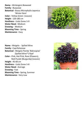 Name - Wintergem Boxwood
Family - Buxaceae
Botanical - Buxus Microphylla Japonica
            'Winter Gem'
Color - Yellow Green (Leaves)
Height - 120-180 cm
Hardiness - Usda Zones 5-9
Water Need - Medium
Growing - Medium
Blooming Time - Spring
Maintenance - Easy




Name - Weigela - Spilled Wine
Family - Caprifoliaceae
Botanical - Weigela Florida 'Bokraspiwi'
            (Spilled Wine™) Ppaf
Color - Pink, Hot Pink, Rose (Flowers),
        Red-Purple [Burgundy] (Leaves)
Height - 45-60 cm
Hardiness - Usda Zones 5-8
Water Need - Average
Growing - Fast
Blooming Time - Spring, Summer
Maintenance - Very Low
 