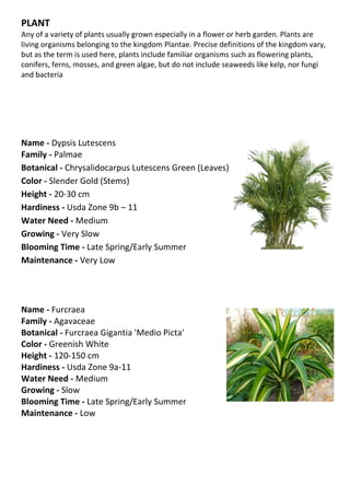 PLANT
Any of a variety of plants usually grown especially in a flower or herb garden. Plants are
living organisms belonging to the kingdom Plantae. Precise definitions of the kingdom vary,
but as the term is used here, plants include familiar organisms such as flowering plants,
conifers, ferns, mosses, and green algae, but do not include seaweeds like kelp, nor fungi
and bacteria




Name - Dypsis Lutescens
Family - Palmae
Botanical - Chrysalidocarpus Lutescens Green (Leaves)
Color - Slender Gold (Stems)
Height - 20-30 cm
Hardiness - Usda Zone 9b – 11
Water Need - Medium
Growing - Very Slow
Blooming Time - Late Spring/Early Summer
Maintenance - Very Low




Name - Furcraea
Family - Agavaceae
Botanical - Furcraea Gigantia 'Medio Picta'
Color - Greenish White
Height - 120-150 cm
Hardiness - Usda Zone 9a-11
Water Need - Medium
Growing - Slow
Blooming Time - Late Spring/Early Summer
Maintenance - Low
 