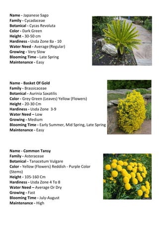 Name - Japanese Sago
Family - Cycadaceae
Botanical - Cycas Revoluta
Color - Dark Green
Height - 30-50 cm
Hardiness - Usda Zone 8a - 10
Water Need - Average (Regular)
Growing - Very Slow
Blooming Time - Late Spring
Maintenance - Easy



Name - Basket Of Gold
Family - Brassicaceae
Botanical - Aurinia Saxatilis
Color - Grey Green (Leaves) Yellow (Flowers)
Height - 20-30 Cm
Hardiness - Usda Zone 3-9
Water Need – Low
Growing - Medium
Blooming Time - Early Summer, Mid Spring, Late Spring
Maintenance - Easy



Name - Common Tansy
Family - Asteraceae
Botanical - Tanacetum Vulgare
Color - Yellow (Flowers) Reddish - Purple Color
(Stems)
Height - 105-160 Cm
Hardiness - Usda Zone 4 To 8
Water Need – Average Or Dry
Growing - Fast
Blooming Time - July-August
Maintenance - High
 