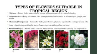 TYPES OF FLOWERS SUITABLE IN
TROPICAL REGION
 Hibiscus – Known for its large, colorful blooms, hibiscus grows well in tropical climates.
 Bougainvillea – Hardy and vibrant, this plant produces colorful bracts in shades of pink, purple, and
orange.
 Plumeria (Frangipani) – Famous for its fragrant flowers, plumeria is perfect for adding a tropical vibe.
 Ixora – Small clusters of bright, showy flowers that attract butterflies and bees.
 Jasmine (Mogra) – Known for its aromatic white flowers, jasmine adds both beauty and fragrance to a
terrace.
HIBISCU
S
BOUGAINVILLEA PLUMERIA IXOR
A
JASMINE
 