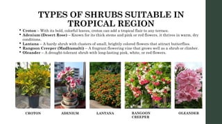 TYPES OF SHRUBS SUITABLE IN
TROPICAL REGION
 Croton – With its bold, colorful leaves, croton can add a tropical flair to any terrace.
 Adenium (Desert Rose) – Known for its thick stems and pink or red flowers, it thrives in warm, dry
conditions.
 Lantana – A hardy shrub with clusters of small, brightly colored flowers that attract butterflies.
 Rangoon Creeper (Madhumalti) – A fragrant flowering vine that grows well as a shrub or climber.
 Oleander – A drought-tolerant shrub with long-lasting pink, white, or red flowers.
ADENIUM LANTANA RANGOON
CREEPER
OLEANDER
CROTON
 