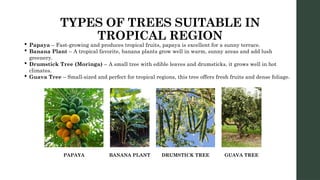 TYPES OF TREES SUITABLE IN
TROPICAL REGION
 Papaya – Fast-growing and produces tropical fruits, papaya is excellent for a sunny terrace.
 Banana Plant – A tropical favorite, banana plants grow well in warm, sunny areas and add lush
greenery.
 Drumstick Tree (Moringa) – A small tree with edible leaves and drumsticks, it grows well in hot
climates.
 Guava Tree – Small-sized and perfect for tropical regions, this tree offers fresh fruits and dense foliage.
PAPAYA BANANA PLANT DRUMSTICK TREE GUAVA TREE
 