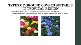 TYPES OF GROUND COVERS SUITABLE
IN TROPICAL REGION
•Moss Rose (Portulaca) – Known for its drought tolerance and vibrant flowers.
•Vinca (Periwinkle) – Spreads easily and produces delicate flowers in pink, white, or purple.
 