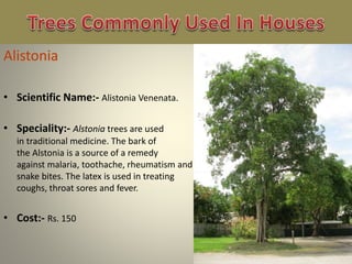• Scientific Name:- Alistonia Venenata.
• Speciality:- Alstonia trees are used
in traditional medicine. The bark of
the Alstonia is a source of a remedy
against malaria, toothache, rheumatism and
snake bites. The latex is used in treating
coughs, throat sores and fever.
• Cost:- Rs. 150
 