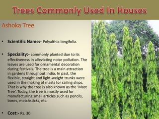 • Scientific Name:- Polyalthia longifolia.
• Speciality:- commonly planted due to its
effectiveness in alleviating noise pollution. The
leaves are used for ornamental decoration
during festivals. The tree is a main attraction
in gardens throughout India. In past, the
flexible, straight and light-weight trunks were
used in the making of masts for sailing ships.
That is why the tree is also known as the ‘Mast
Tree’. Today, the tree is mostly used for
manufacturing small articles such as pencils,
boxes, matchsticks, etc.
• Cost:- Rs. 30
 