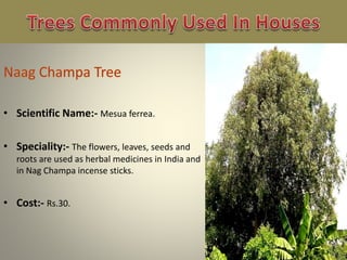 • Scientific Name:- Mesua ferrea.
• Speciality:- The flowers, leaves, seeds and
roots are used as herbal medicines in India and
in Nag Champa incense sticks.
• Cost:- Rs.30.
 