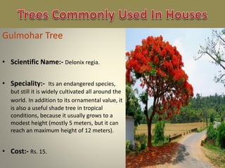 • Scientific Name:- Delonix regia.
• Speciality:- Its an endangered species,
but still it is widely cultivated all around the
world. In addition to its ornamental value, it
is also a useful shade tree in tropical
conditions, because it usually grows to a
modest height (mostly 5 meters, but it can
reach an maximum height of 12 meters).
• Cost:- Rs. 15.
 