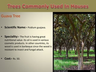 • Scientific Name:- Psidium guajava.
• Speciality:- The fruit is having great
nutritional value. Its oil is used in various
cosmetic products. In other countries, its
wood is used in barbeque since the wood is
resistant to insect and fungal attack.
• Cost:- Rs. 50.
 