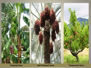 Tropical Zone Sub-Tropical Zone Temperate Zone
 