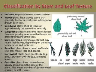 • Herbaceous plants have non-woody stems.
• Woody plants have woody stems that
generally live for several years, adding new
growth each year.
• Deciduous plants shed all leaves at
approximately the same time annually.
• Evergreen plants retain some leaves longer
than one growing season so that leaves are
present throughout the year.
• Semi-evergreen refers to plants that may
retain their leaves, depending on the winter
temperature and moisture.
• Broadleaf plants have a broad leaf blade
(e.g. ash, maple, lilac and beans).
• Narrowleaf plants have needle-like (e.g.
pine, spruce) or awl-like (e.g. junipers)
leaves.
• Grass-like plants have narrow leaves,
usually arising from the base of the
plant. The leaves may be soft (ornamental
grasses) or stiff (yucca).
 