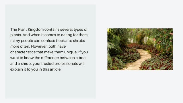 What’s The Difference Between Trees and Shrubs | Landscaping | Charlotte NC