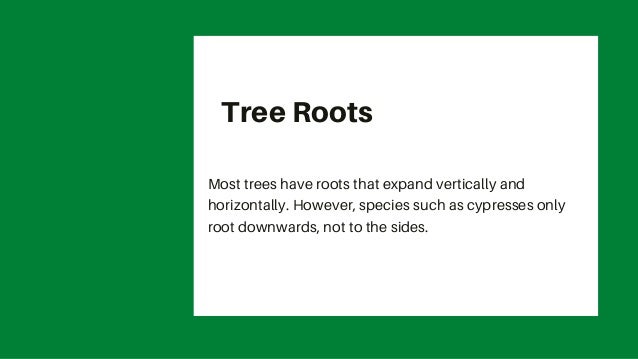 What’s The Difference Between Trees and Shrubs | Landscaping | Charlotte NC