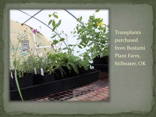 Transplants
purchased
from Bustami
Plant Farm,
Stillwater, OK