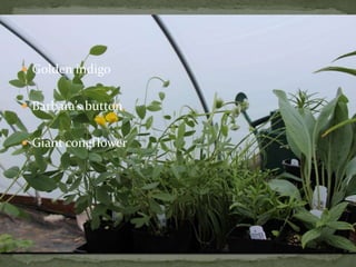  Golden indigo
Barbara’s button
Giant coneflower