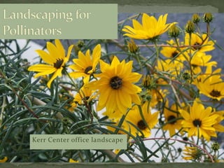 Kerr Center office landscape