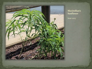 Maximilian’s
Sunflower
June 2013