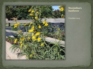 Maximilian’s
Sunflower
October 2013