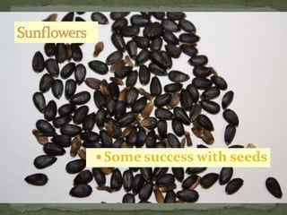 Some success with seeds