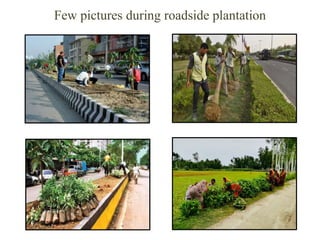 Few pictures during roadside plantation
 