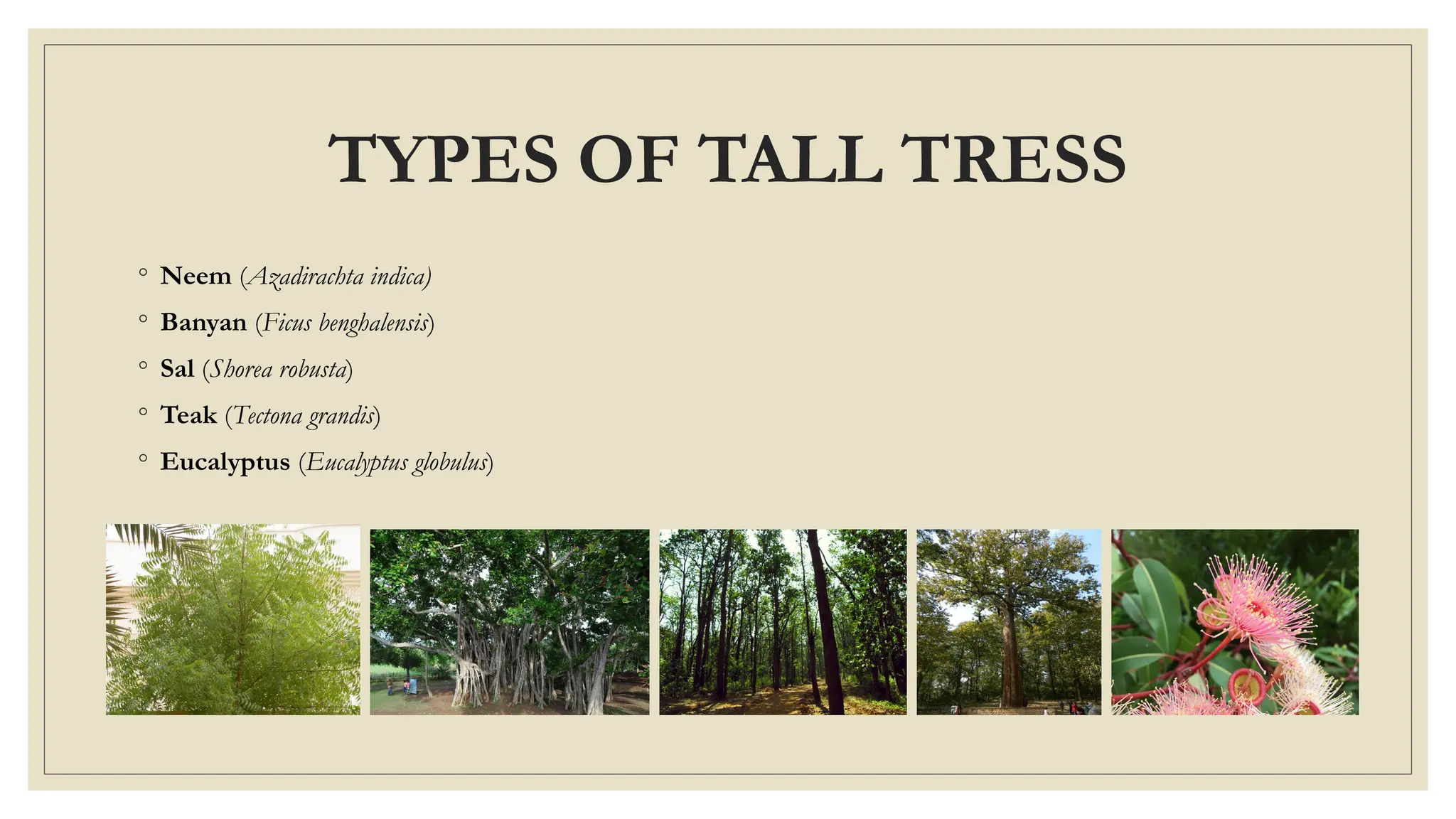 Landscaping Presentation Pptx Terrace Landscape Ppt