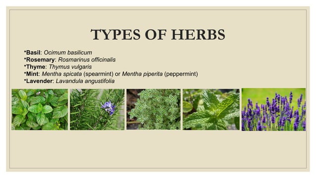 Landscaping Presentation Pptx Terrace Landscape Ppt