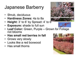 Japanese Barberry
•   Shrub, deciduous
•   Hardiness Zones: 4a to 8a
•   Height: 3’ to 6’ by Spread: 4’ to 6’
•   Exposure: shade to full sun
•   Leaf Color: Green, Purple – Grown for Foliage
    not blooms
•   Has small red berries in fall
•   Grows very slowly
•   Looks like a red boxwood
•   Has small thorns
 