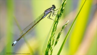 NEDE
ND
Photo: CC BY Thomas Bresson.
https://commons.wikimedia.org/wiki/File:2012-05-24_14-54-25-Ischnura_elegans.jpg

 