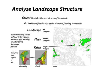 Analyze Landscape Structure
 
