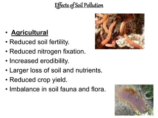 Effects of Soil Pollution
• Agricultural
• Reduced soil fertility.
• Reduced nitrogen fixation.
• Increased erodibility.
• Larger loss of soil and nutrients.
• Reduced crop yield.
• Imbalance in soil fauna and flora.
 