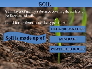 SOIL
A thin layer of granny substance covering the surface of
the Earth called soil.
Land forms determine the types of soil.
Soil is made up of
ORGANIC MATTERS
MINERALS
WEATHERED ROCKS
 