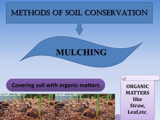 METHODS OF SOIL CONSERVATION
MULCHING
Covering soil with organic matters ORGANIC
MATTERS
like
Straw,
Leaf,etc.
 
