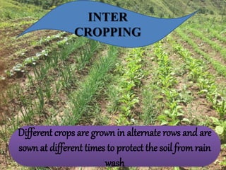 INTER
CROPPING
Different crops are grown in alternate rows and are
sown at different times to protect the soil from rain
wash
 