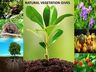 NATURAL VEGETATION GIVES
 