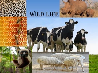 wild life
 