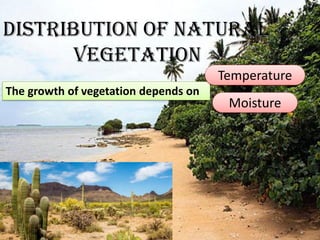 Distribution of natural
vegetation
The growth of vegetation depends on
Temperature
Moisture
 