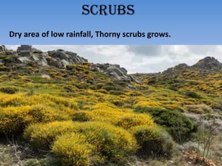 scrubs
Dry area of low rainfall, Thorny scrubs grows.
 