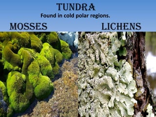 tundra
Found in cold polar regions.
mosses lichens
 