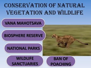 CONSERVATION OF NATURAL
VEGETATION AND WILDLIFE
NATIONAL PARKS
WILDLIFE
SANCTUARIES
BIOSPHERE RESERVE
VANA MAHOTSAVA
BAN OF
POACHING
 