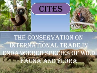 The conservation on
international trade in
endangered species of wild
fauna and flora
CITES
 