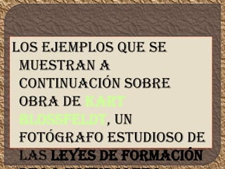 Los ejemplos que se
muestran a
continuación sobre
obra de Kart
Blossfeldt, un
fotógrafo estudioso de
las leyes de formación
 