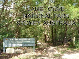 LANE   COVE NATIONAL PARK SYDNEY, AUSTRALIA 