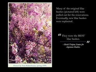 ”- Heidi Tietjen, Center for
Japanese Studies.
“They were the BEST
lilac bushes.
Picture	by	Tom	Walterhouse,	spring	1999.
Many of the original lilac
bushes (pictured left) were
pulled out for the renovations.
Eventually, new lilac bushes
were replanted.
 
